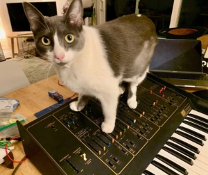 grey and white cat standing on an ARP Odyssey