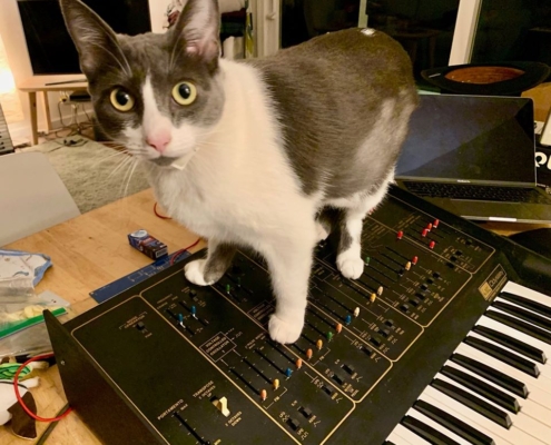 grey and white cat standing on an ARP Odyssey