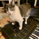 grey and white cat standing on an ARP Odyssey