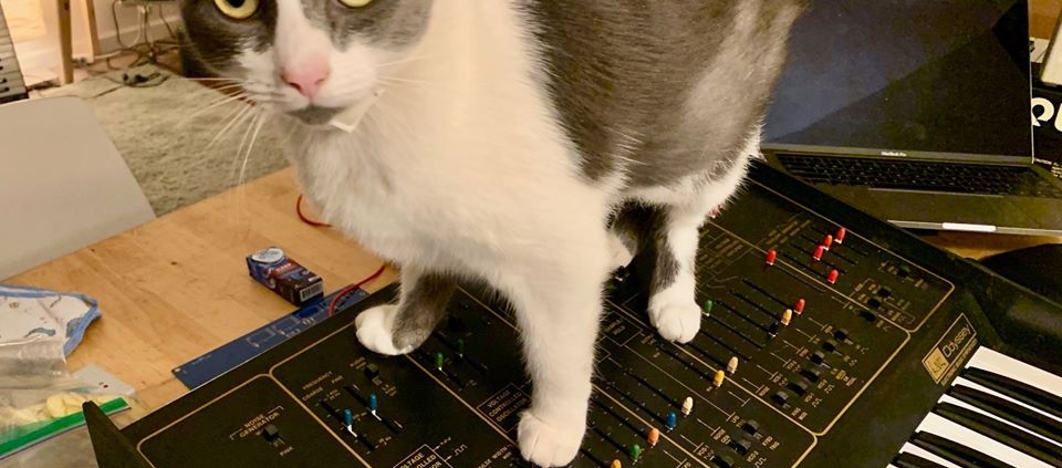 grey and white cat standing on an ARP Odyssey